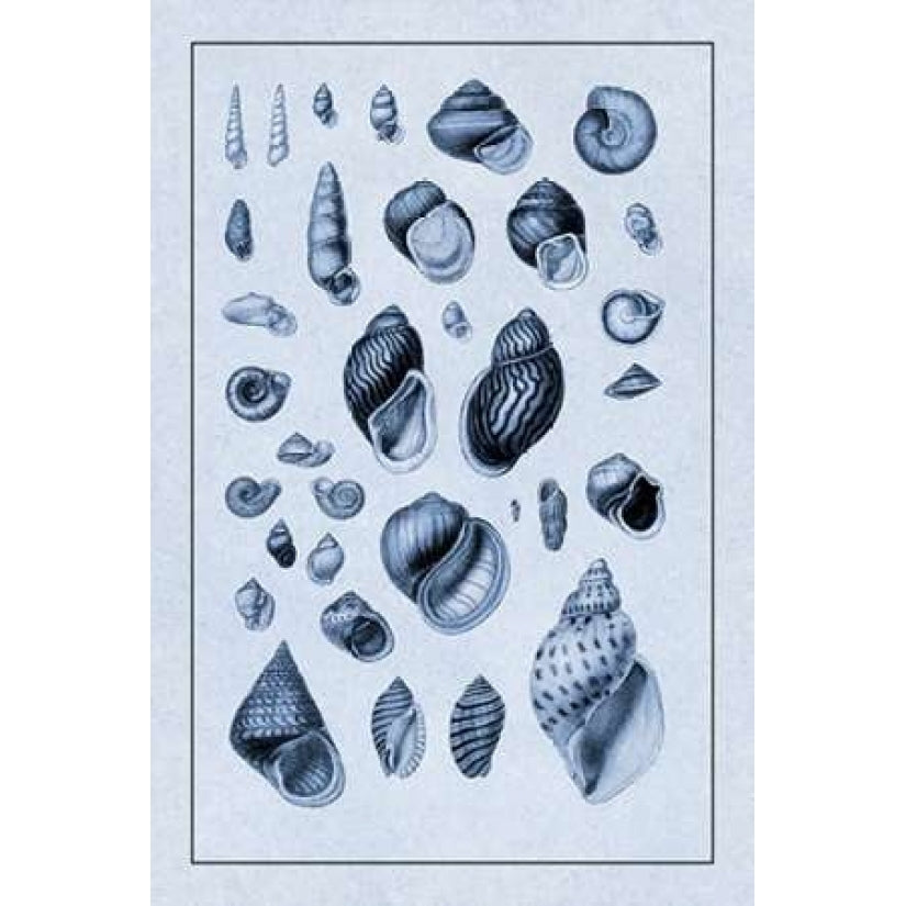 Shells: Sessile Cirripedes 2 Poster Print by G.B. Sowerby Image 1