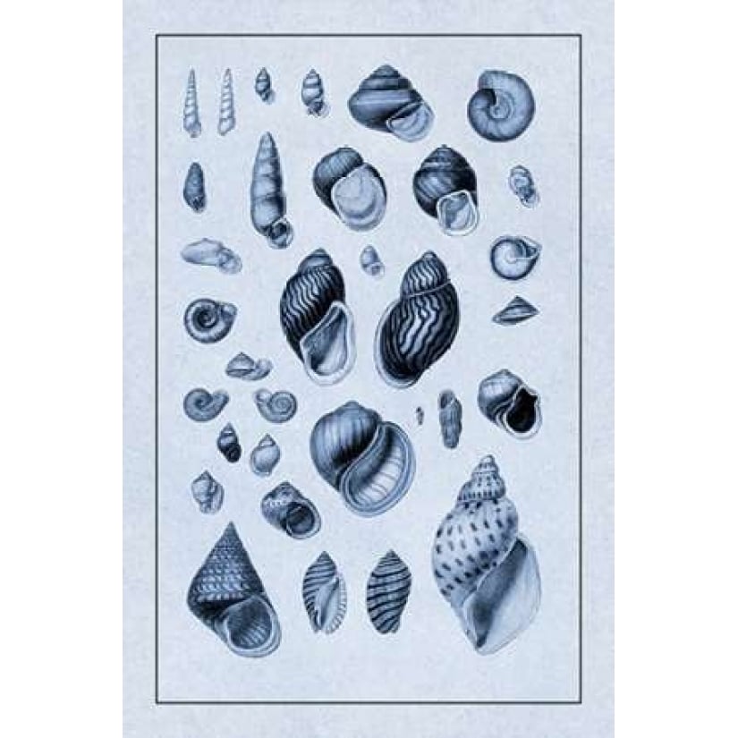 Shells: Sessile Cirripedes 2 Poster Print by G.B. Sowerby Image 1