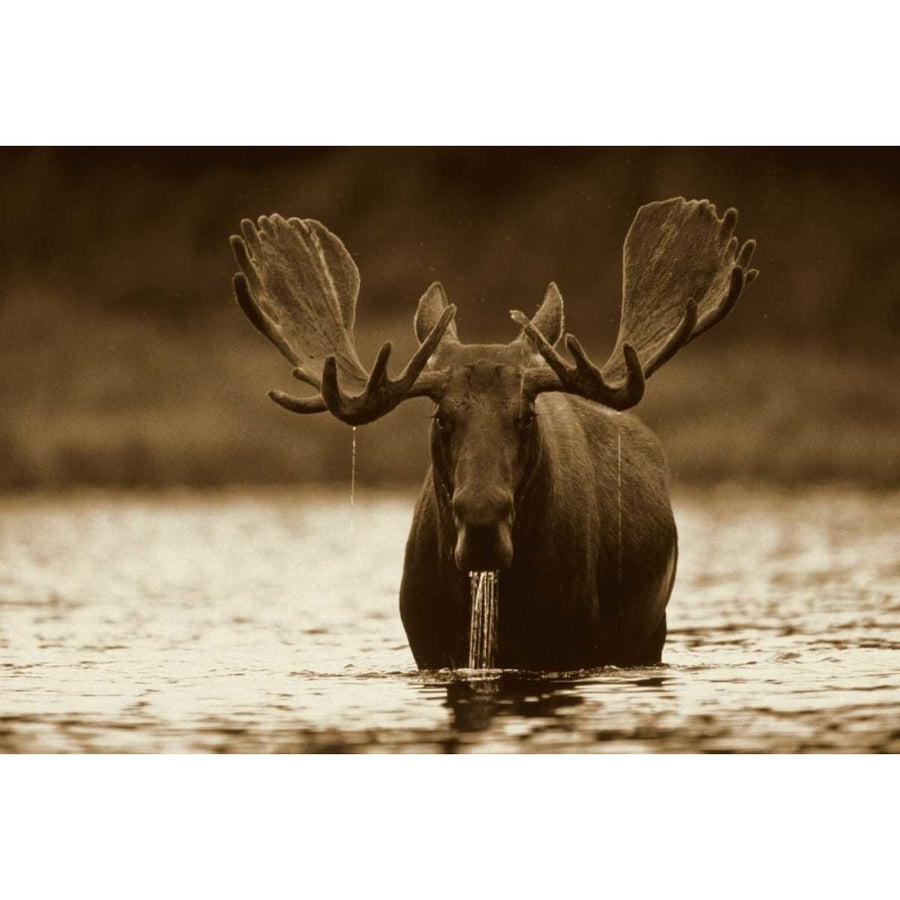 Moose male raising its head while feeding on the bottom of a lake North America Poster Print by Tim Fitzharris Image 1