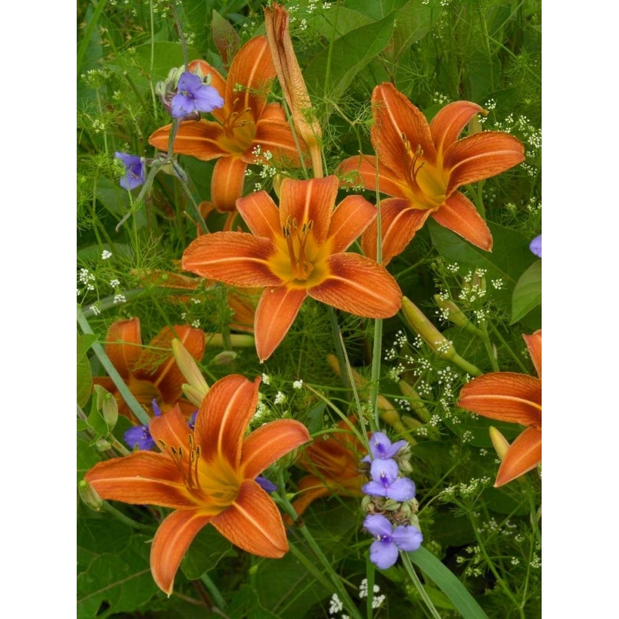 Orange Daylily with Virginia Spiderwort North America Poster Print by Tim Fitzharris Image 1