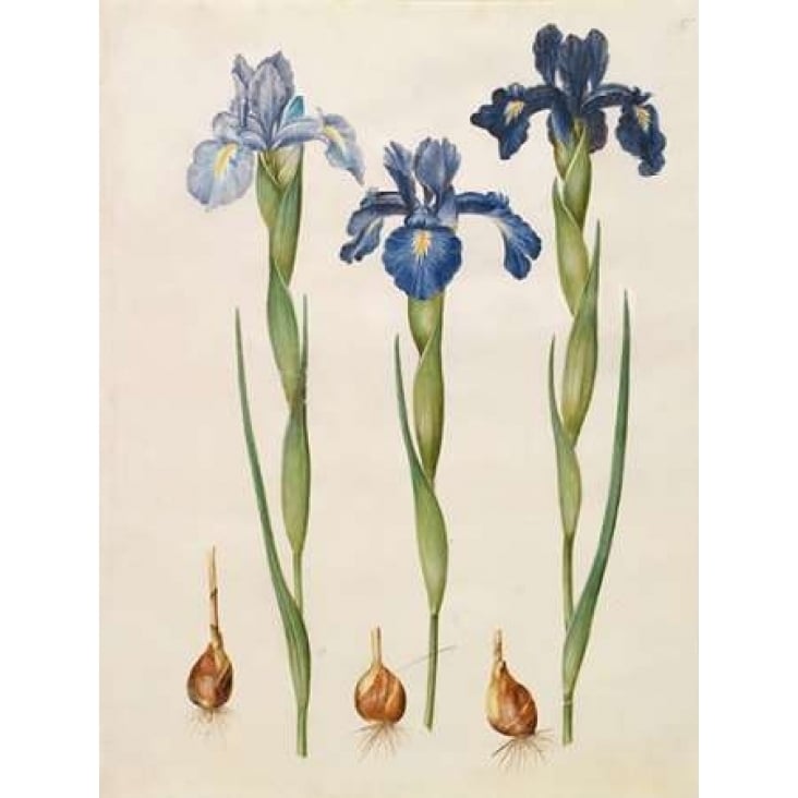 Iris xiphioides Poster Print by Johannes S. Holtzbecher Image 1