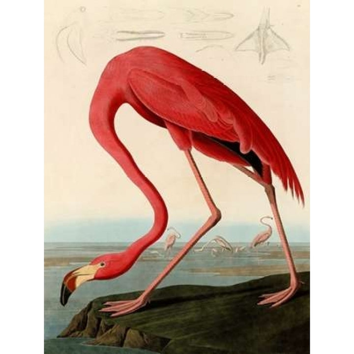 American Red Flamingo Poster Print by John James Audubon Image 2