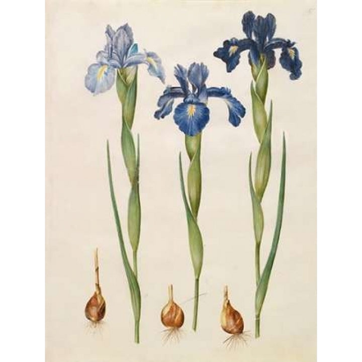 Iris xiphioides Poster Print by Johannes S. Holtzbecher Image 2