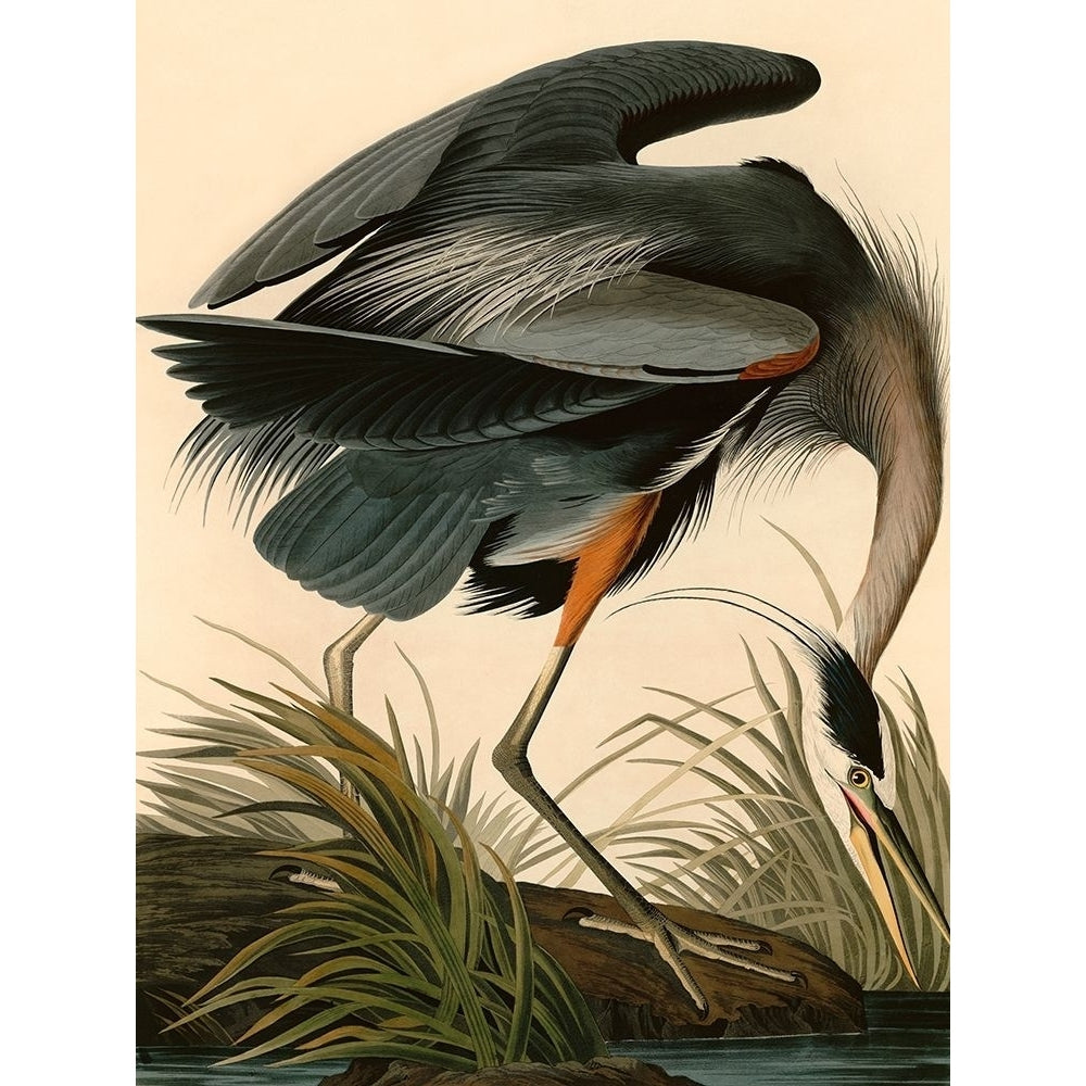 Great Blue Heron Poster Print by Audubon John James Image 1