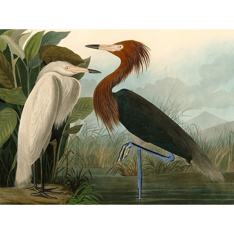 Purple Heron Poster Print by Audubon John James Image 1