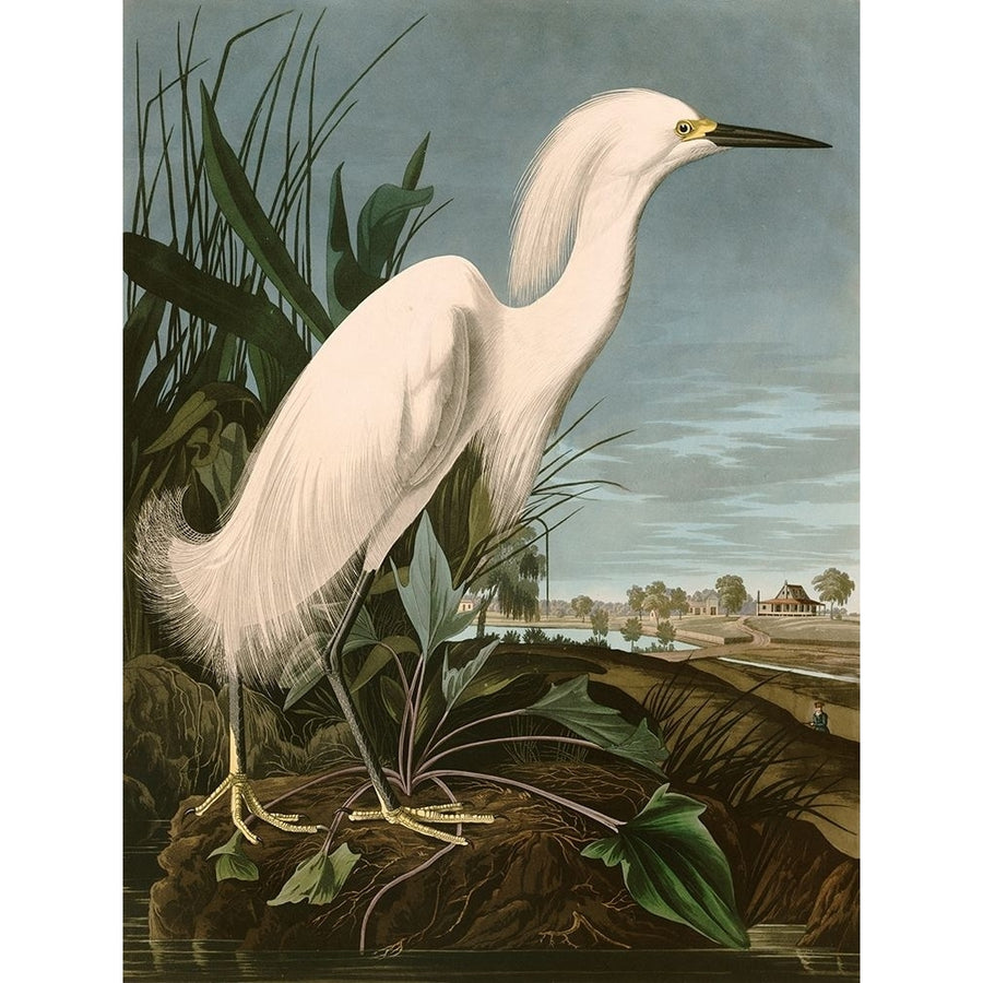 Snowy Heron or White Egret Poster Print by Audubon John James Image 1