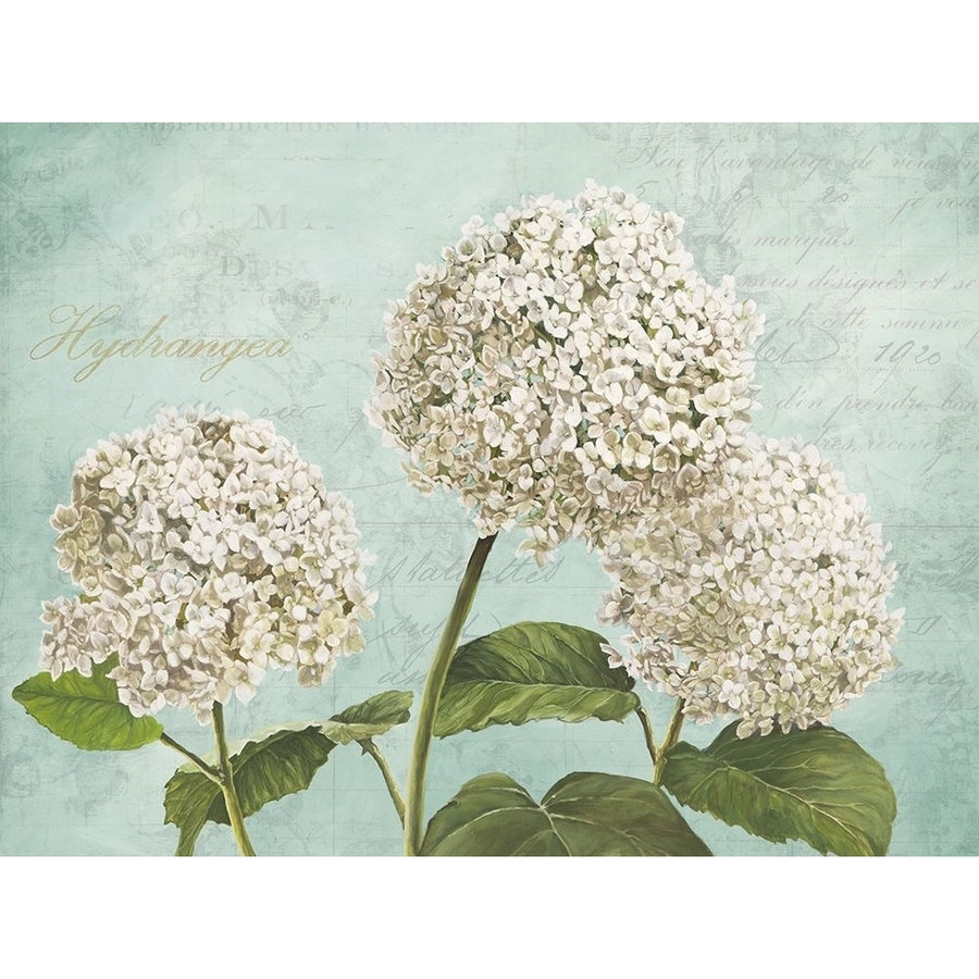 Hydrangeas I Poster Print by Dellal Remy Image 1