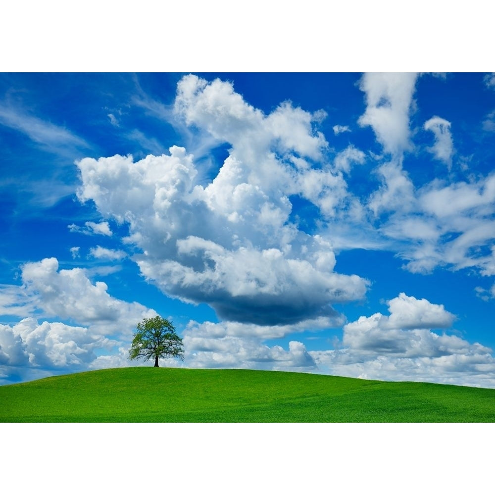 Oak And Clouds Bavaria Germany Poster Print by Krahmer Frank Image 2