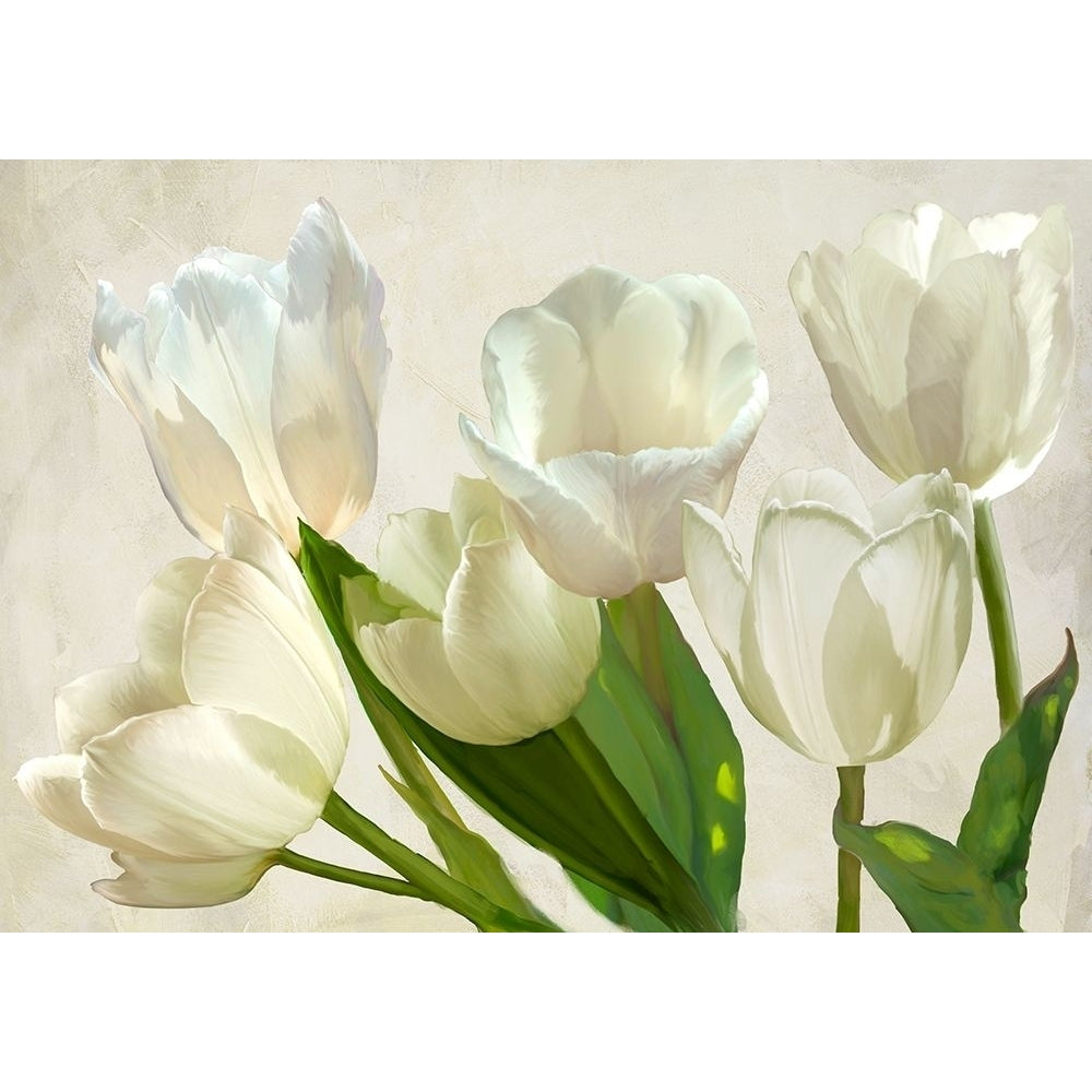 White Tulips Poster Print by Luca Villa 3LC5328 Image 1