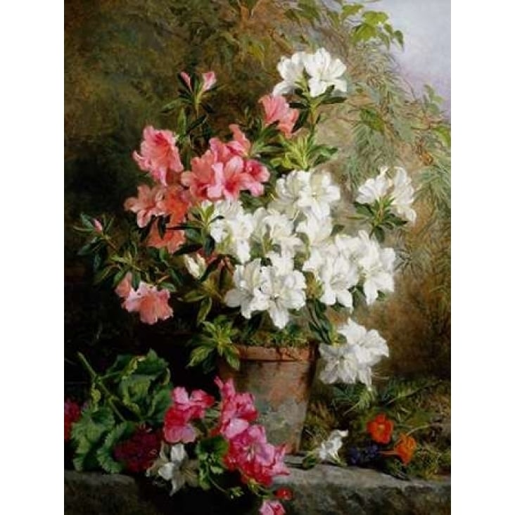 Still Life of Azaleas Poster Print by Annie Feray Mutrie Image 1