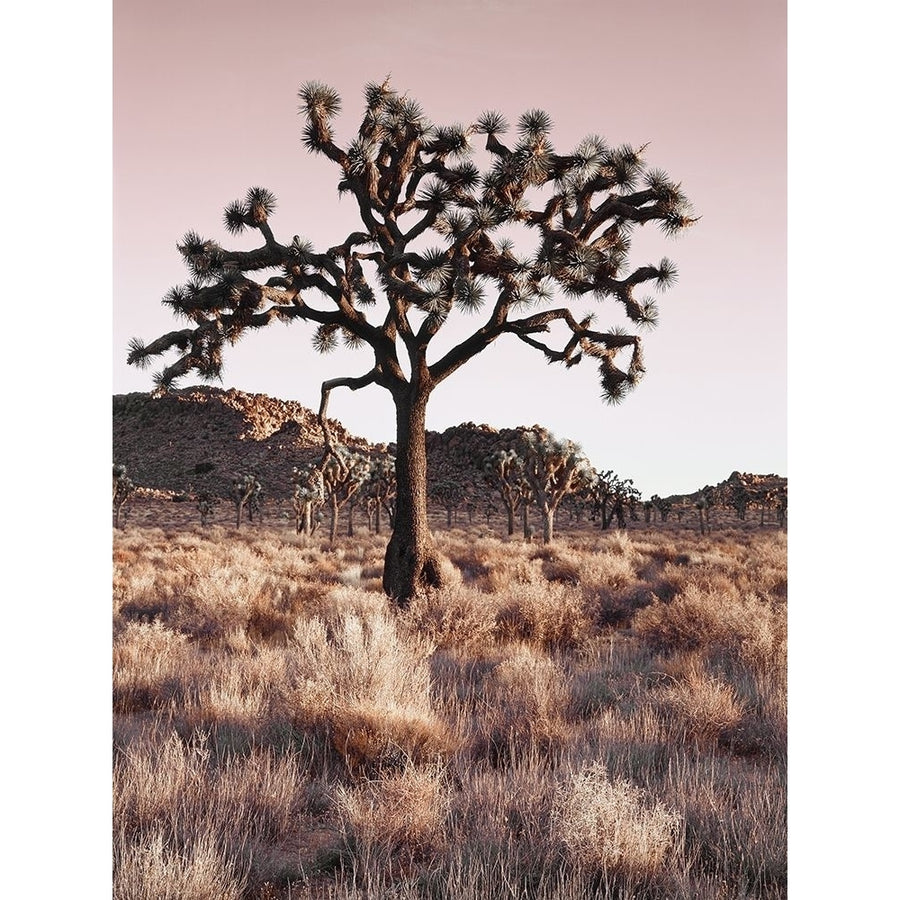 Joshua Tree Poster Print by Danita Delimont Image 1