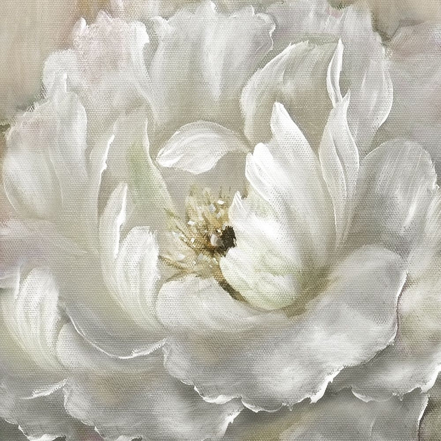 Perfect Peony Poster Print by Nan Image 1