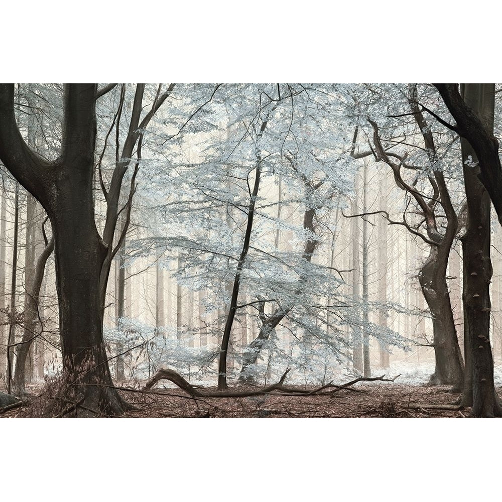 Silverwood Poster Print by Lars Van de Goor Image 1