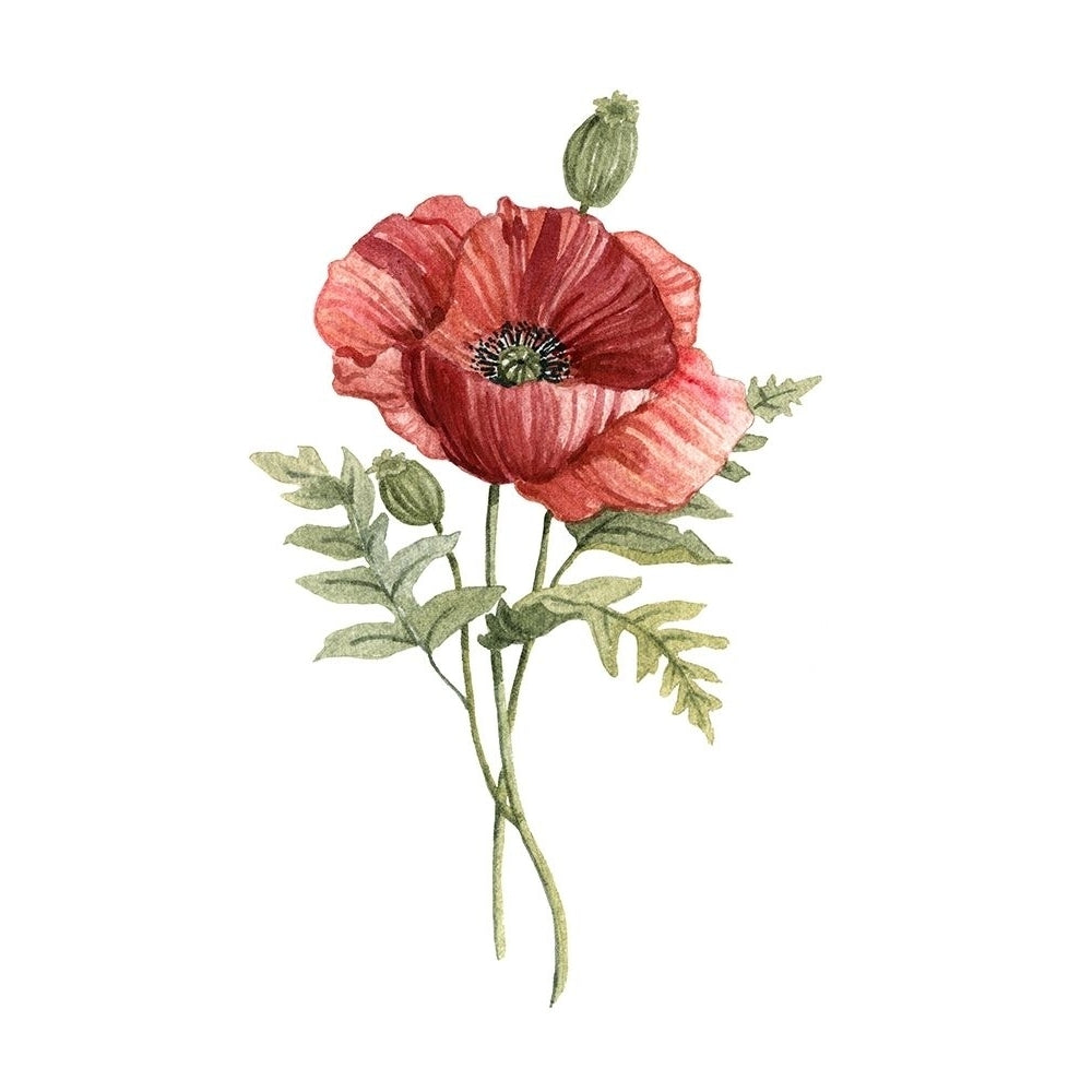 Scarlet Poppy Poster Print by Carol Robinson Image 1