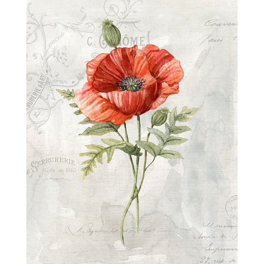 Linen Poppy Poster Print by Carol Robinson Image 1