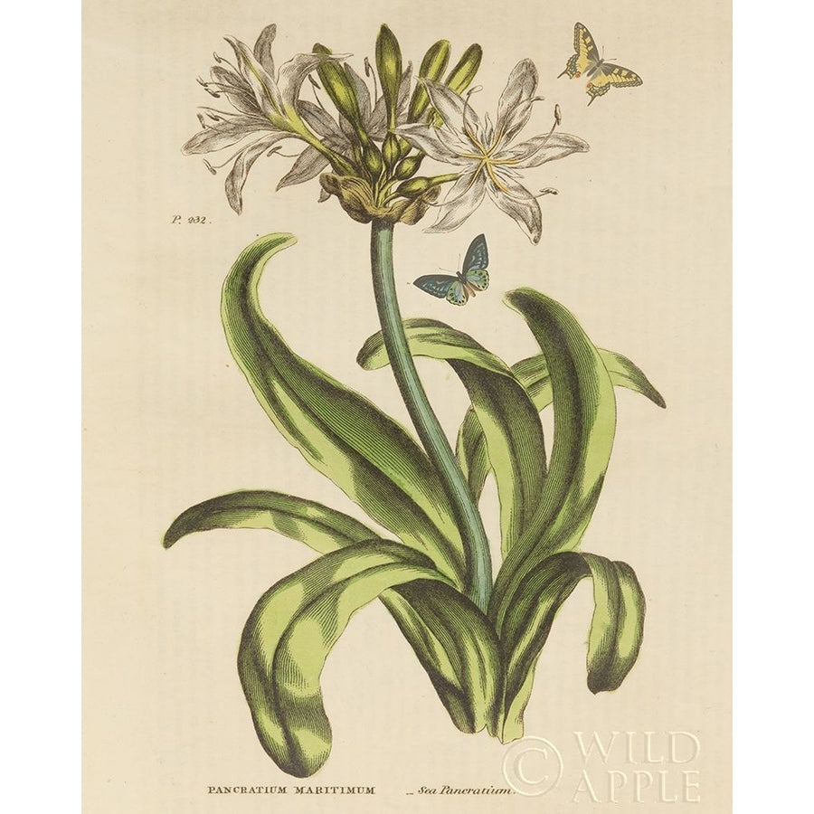 Herbal Botany XX Butterfly Crop Poster Print by Wild Apple Portfolio Image 1