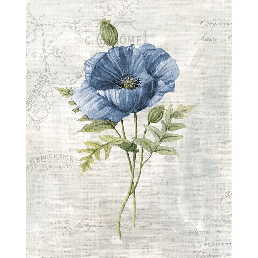 Blue Linen Poppy Poster Print by Carol Robinson Image 1