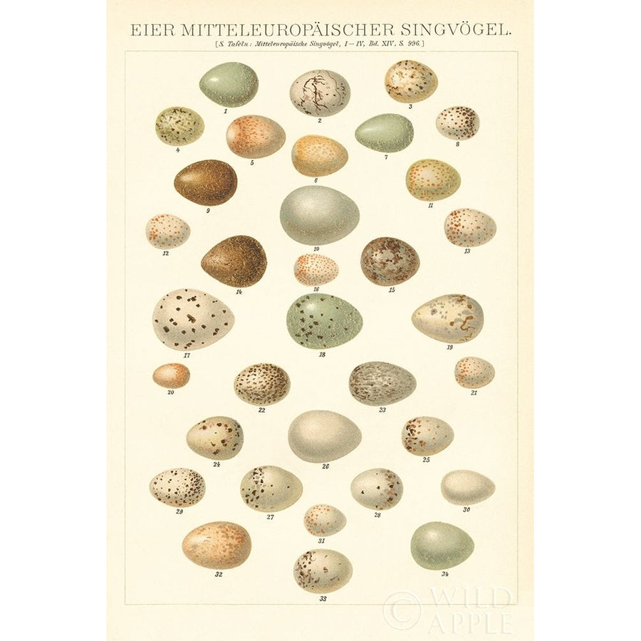 Songbird Egg Chart Poster Print by Wild Apple Portfolio Image 1