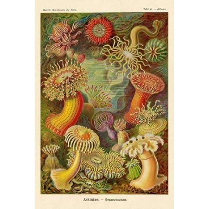 Haeckel Nature Illustrations: Actiniae Poster Print by Ernst Haeckel Image 1