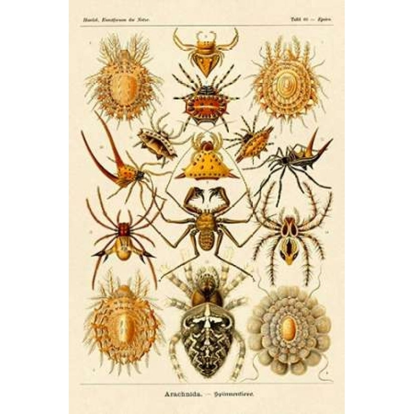 Haeckel Nature Illustrations: Spiders Poster Print by Ernst Haeckel Image 2