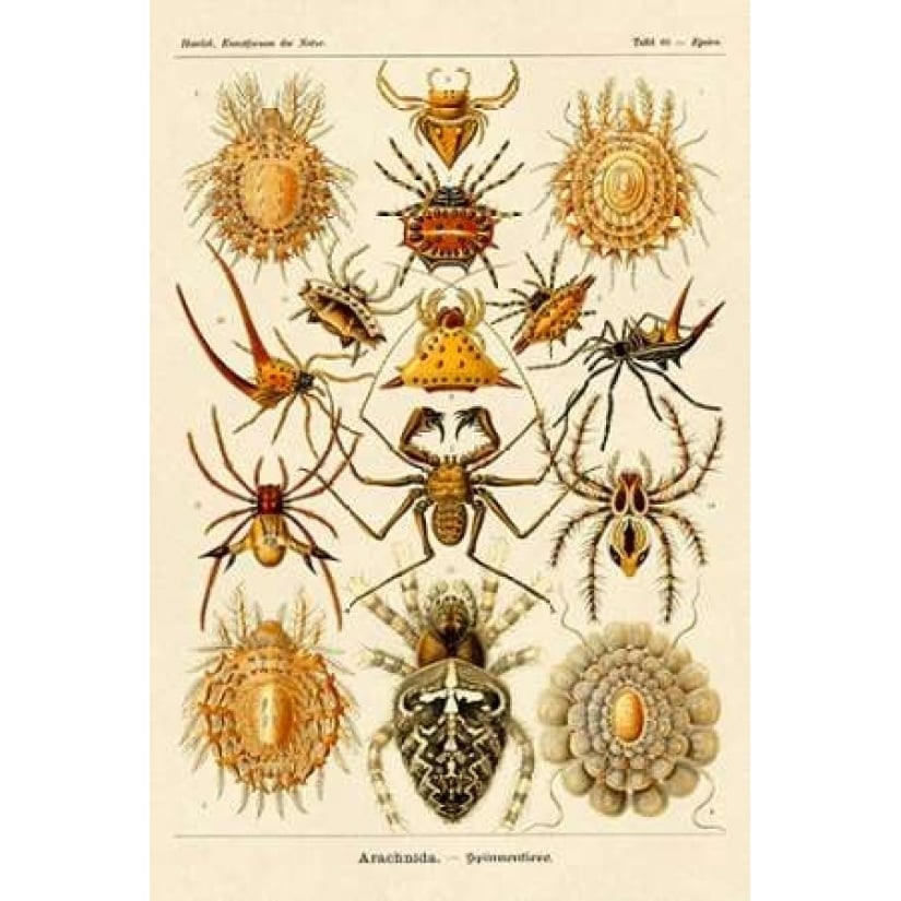 Haeckel Nature Illustrations: Spiders Poster Print by Ernst Haeckel Image 1