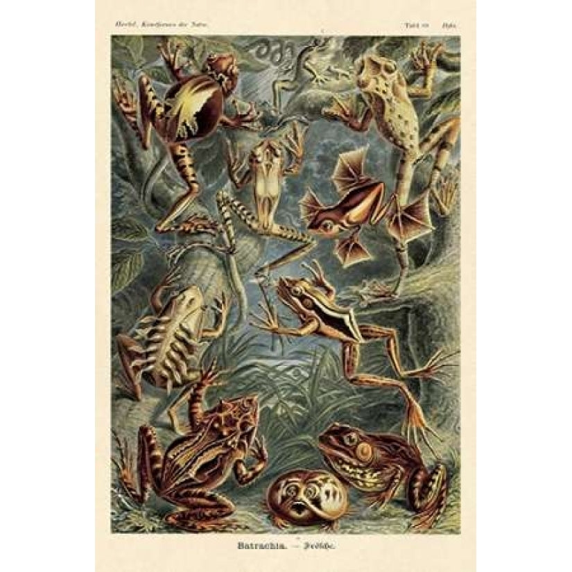 Haeckel Nature Illustrations: Frogs Poster Print by Ernst Haeckel Image 1