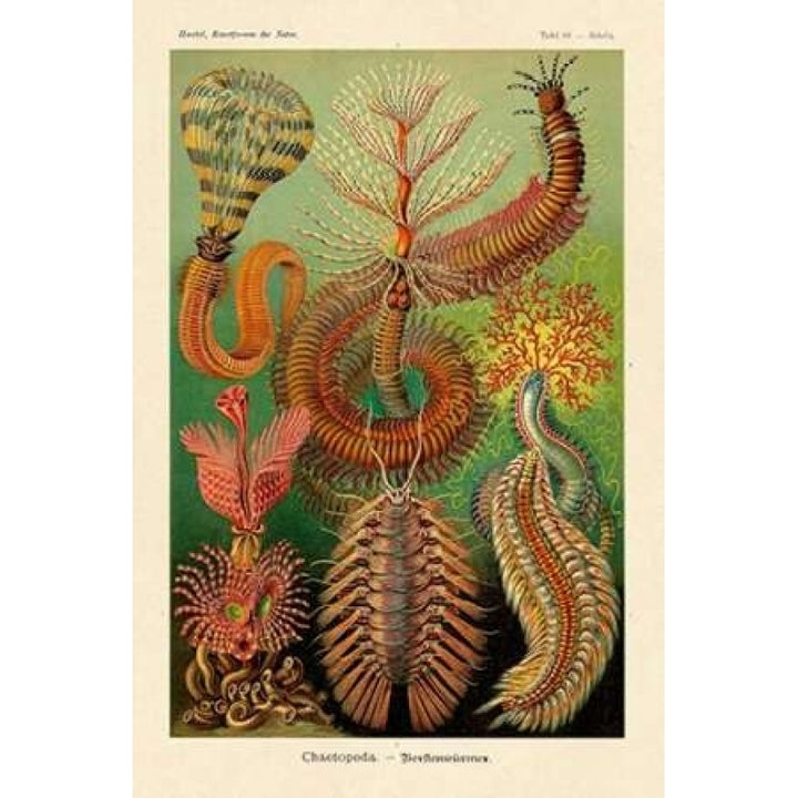 Haeckel Nature Illustrations: Worms Poster Print by Ernst Haeckel Image 2