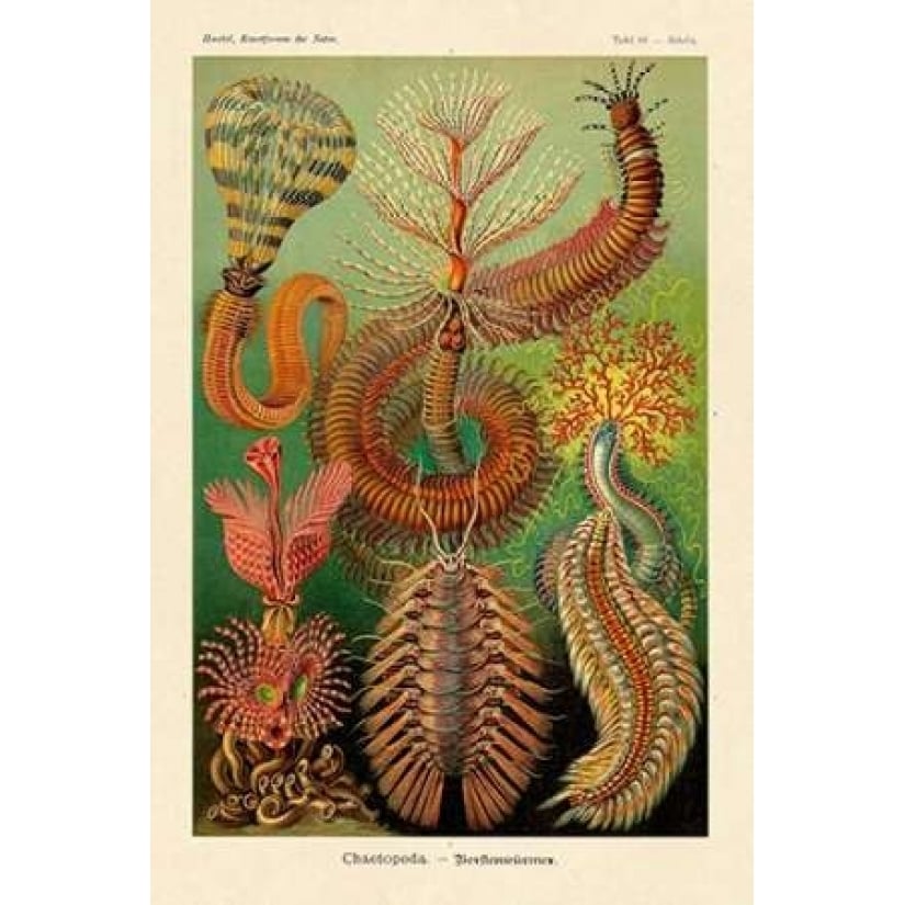 Haeckel Nature Illustrations: Worms Poster Print by Ernst Haeckel Image 1