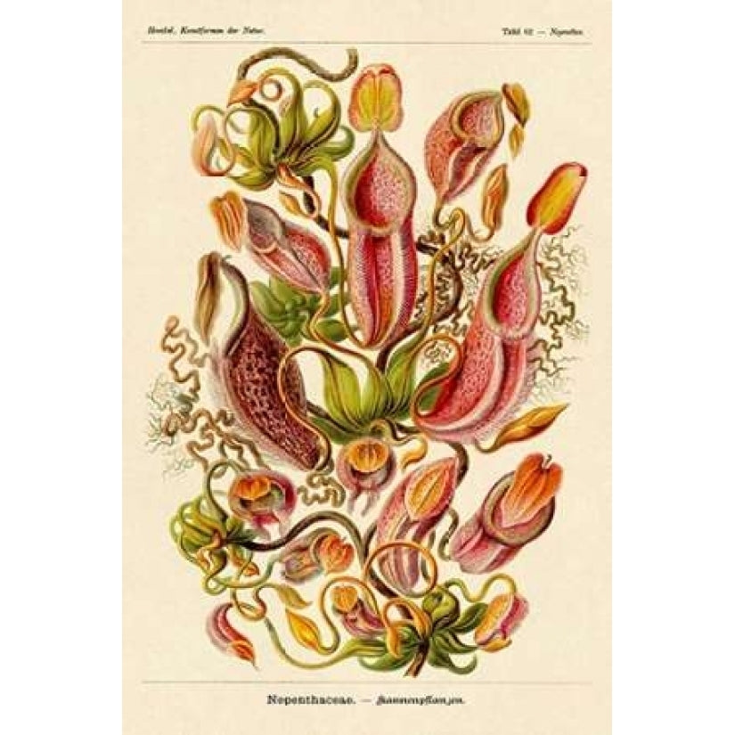 Haeckel Nature Illustrations: Pitcher Plants Poster Print by Ernst Haeckel Image 1