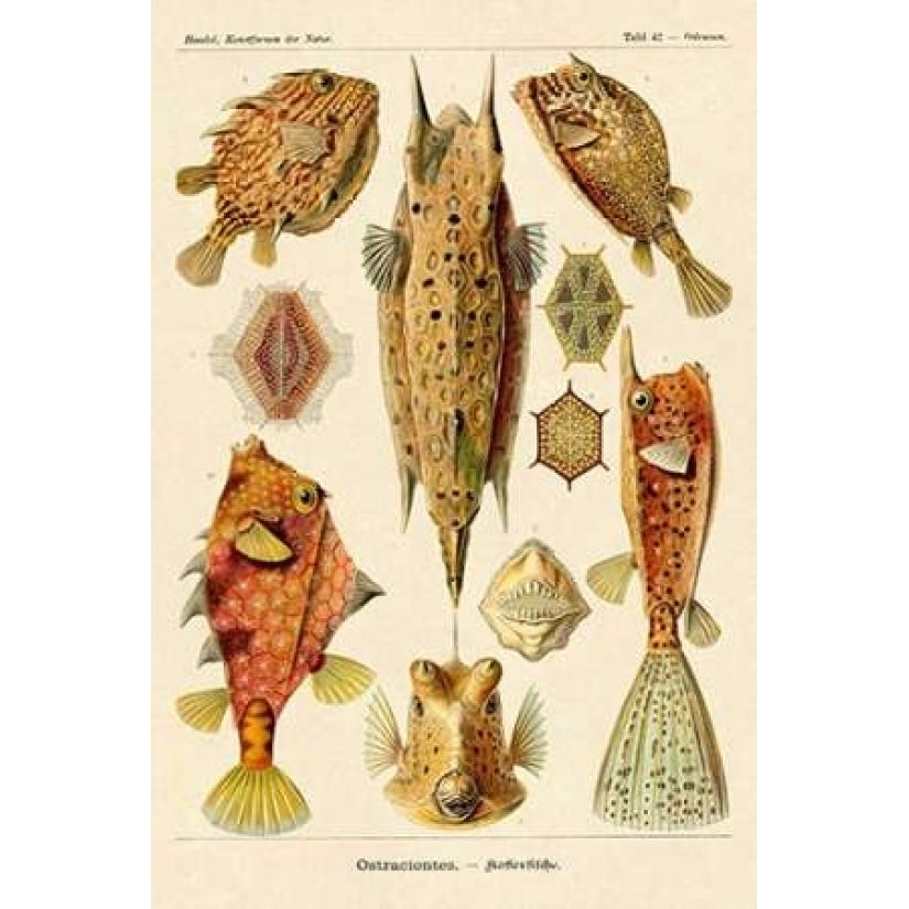 Haeckel Nature Illustrations: Boxfish Poster Print by Ernst Haeckel Image 1