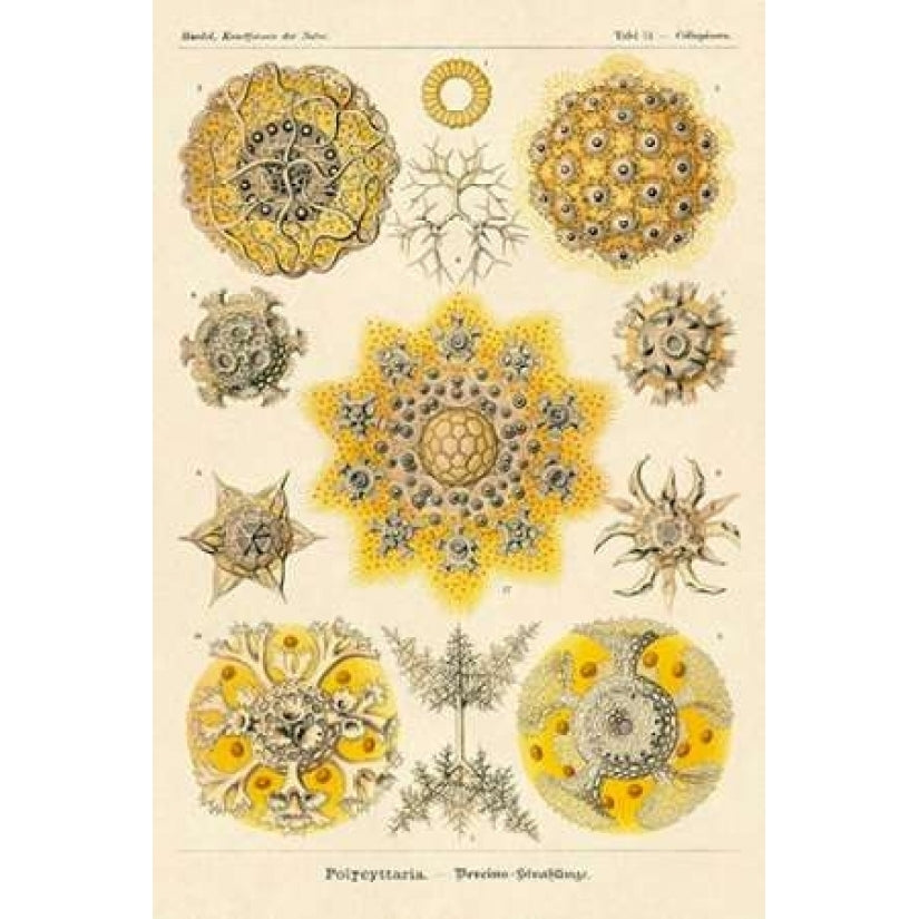 Haeckel Nature Illustrations: Polycytaria Radiolaria Poster Print by Ernst Haeckel Image 2