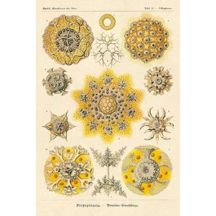 Haeckel Nature Illustrations: Polycytaria Radiolaria Poster Print by Ernst Haeckel Image 1