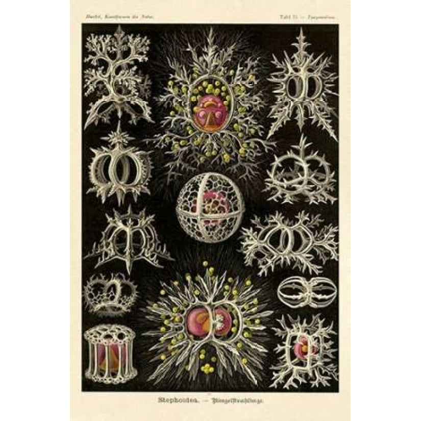 Haeckel Nature Illustrations: Stephoidea Poster Print by Ernst Haeckel Image 1