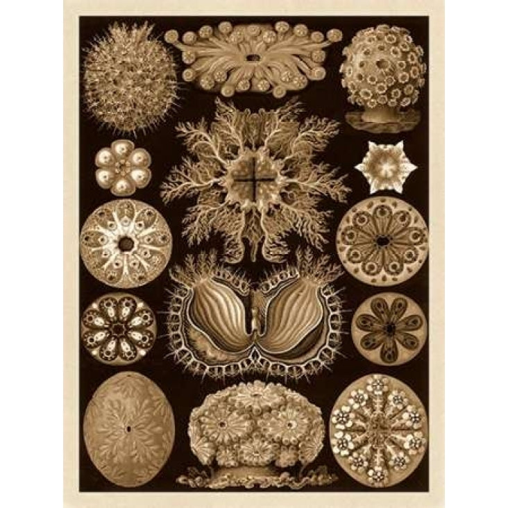 Haeckel Nature Illustrations: Ascidiae - Sepia Tint Poster Print by Ernst Haeckel Image 1