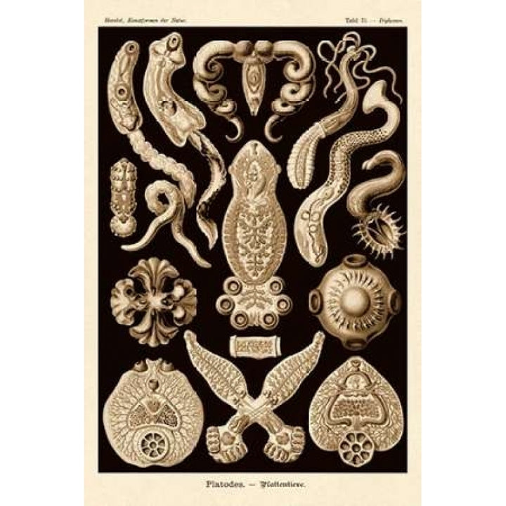 Haeckel Nature Illustrations: Flatworms - Sepia Tint Poster Print by Ernst Haeckel Image 1