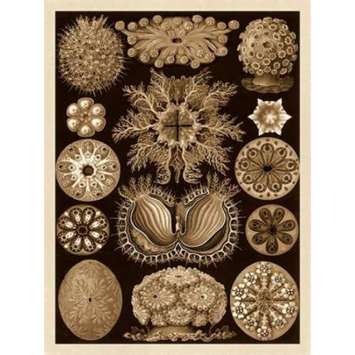 Haeckel Nature Illustrations: Ascidiae - Sepia Tint Poster Print by Ernst Haeckel Image 2