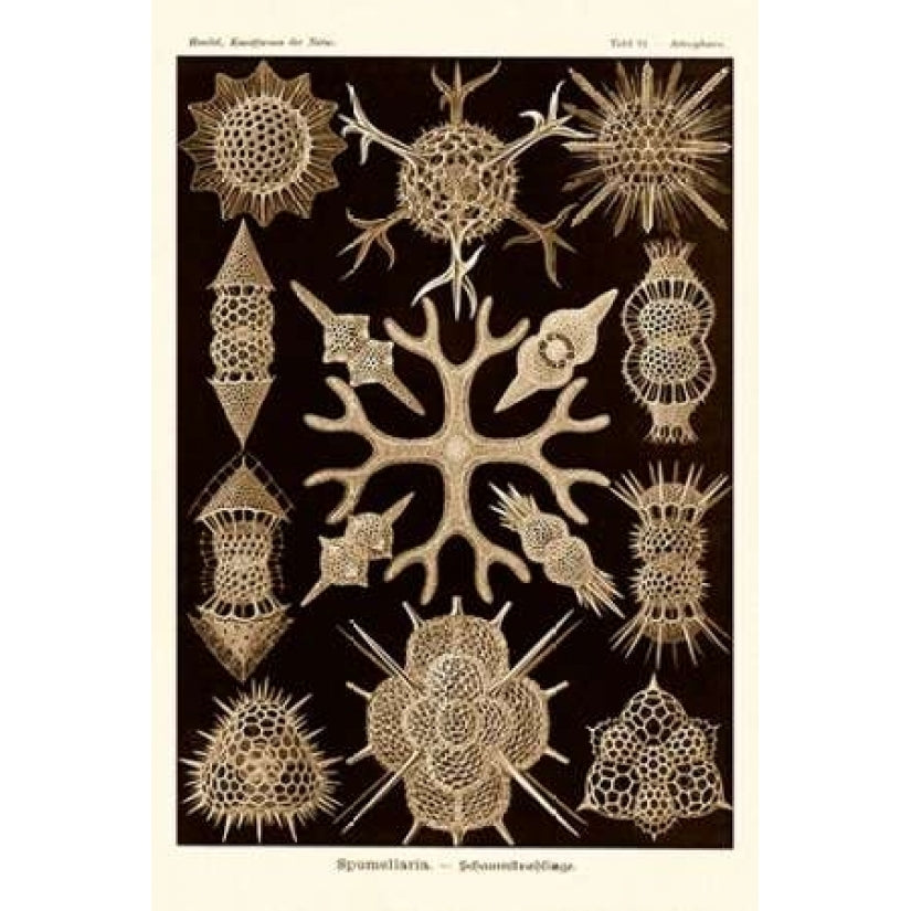 Haeckel Nature Illustrations: Spumellaria - Sepia Tint Poster Print by Ernst Haeckel Image 1