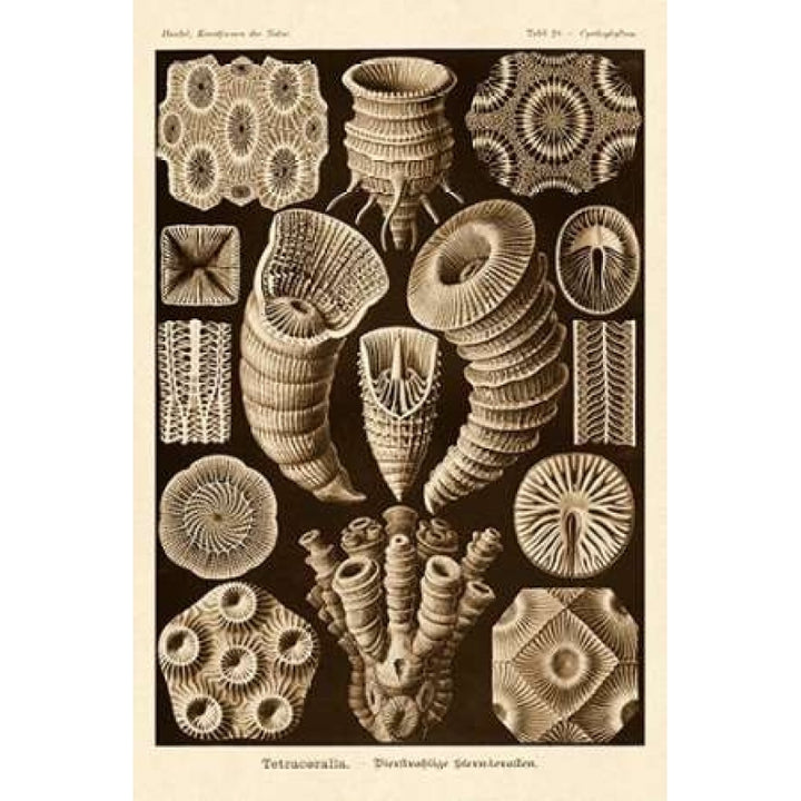 Haeckel Nature Illustrations: Tetracoralla Coral - Sepia Tint Poster Print by Ernst Haeckel Image 1