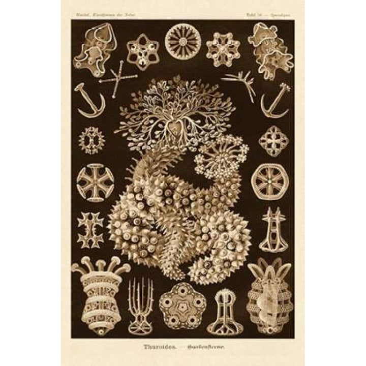 Haeckel Nature Illustrations: Sea Cucumbers - Sepia Tint Poster Print by Ernst Haeckel Image 1