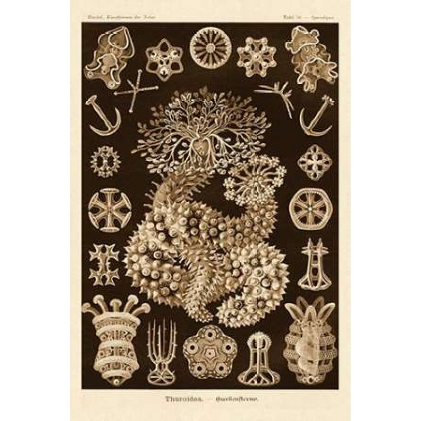 Haeckel Nature Illustrations: Sea Cucumbers - Sepia Tint Poster Print by Ernst Haeckel Image 2