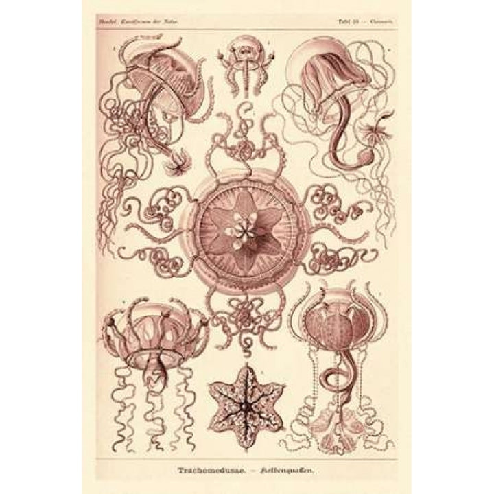 Haeckel Nature Illustrations: Trachomedusae - Jellyfish - Rose Tint Poster Print by Ernst Haeckel Image 1