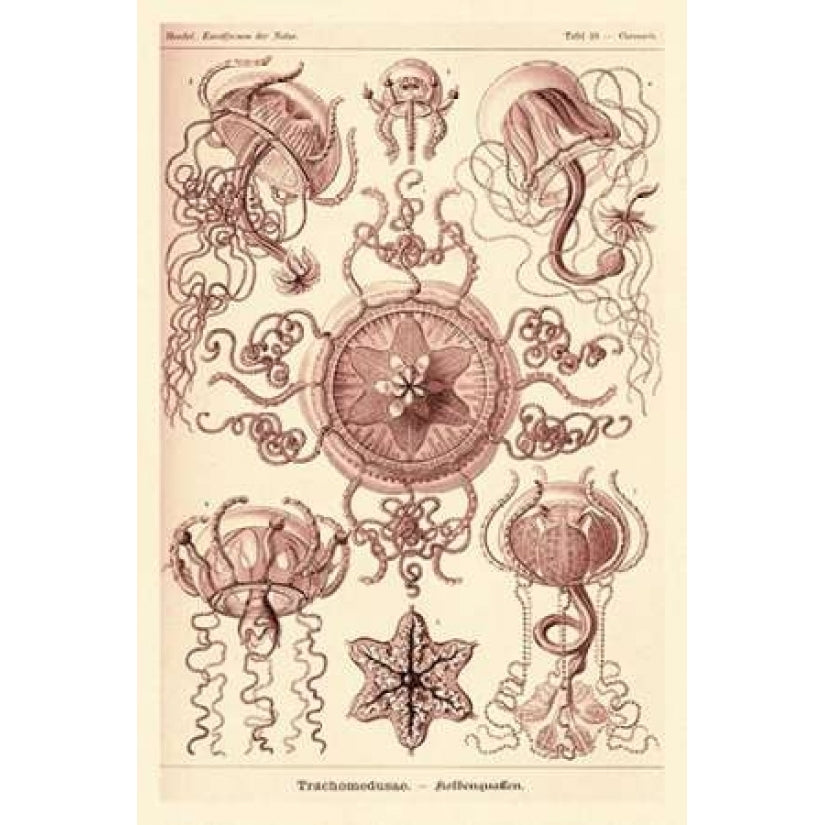 Haeckel Nature Illustrations: Trachomedusae - Jellyfish - Rose Tint Poster Print by Ernst Haeckel Image 2