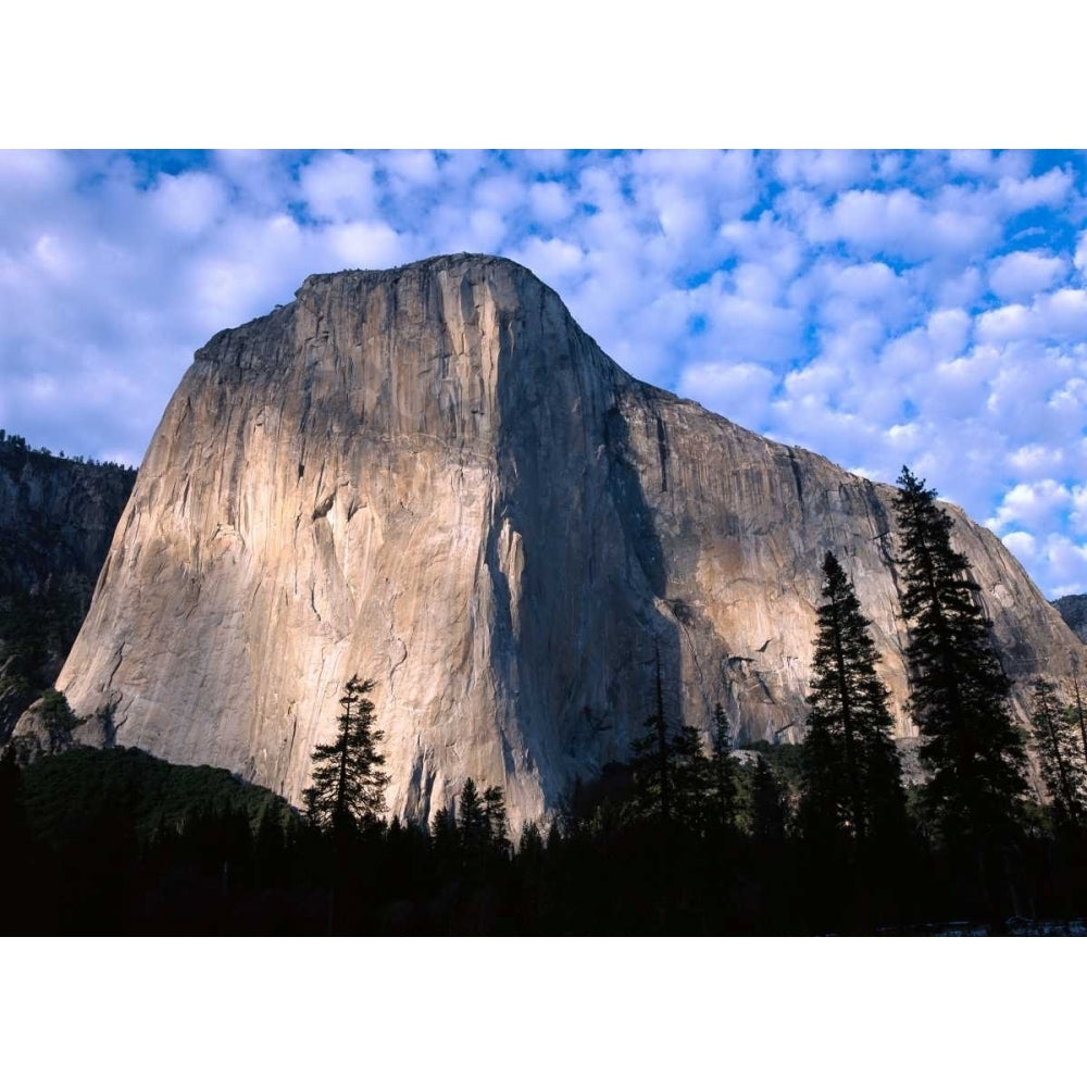 El Capitan rising over the forest Yosemite National Park California Poster Print by Tim Fitzharris Image 1