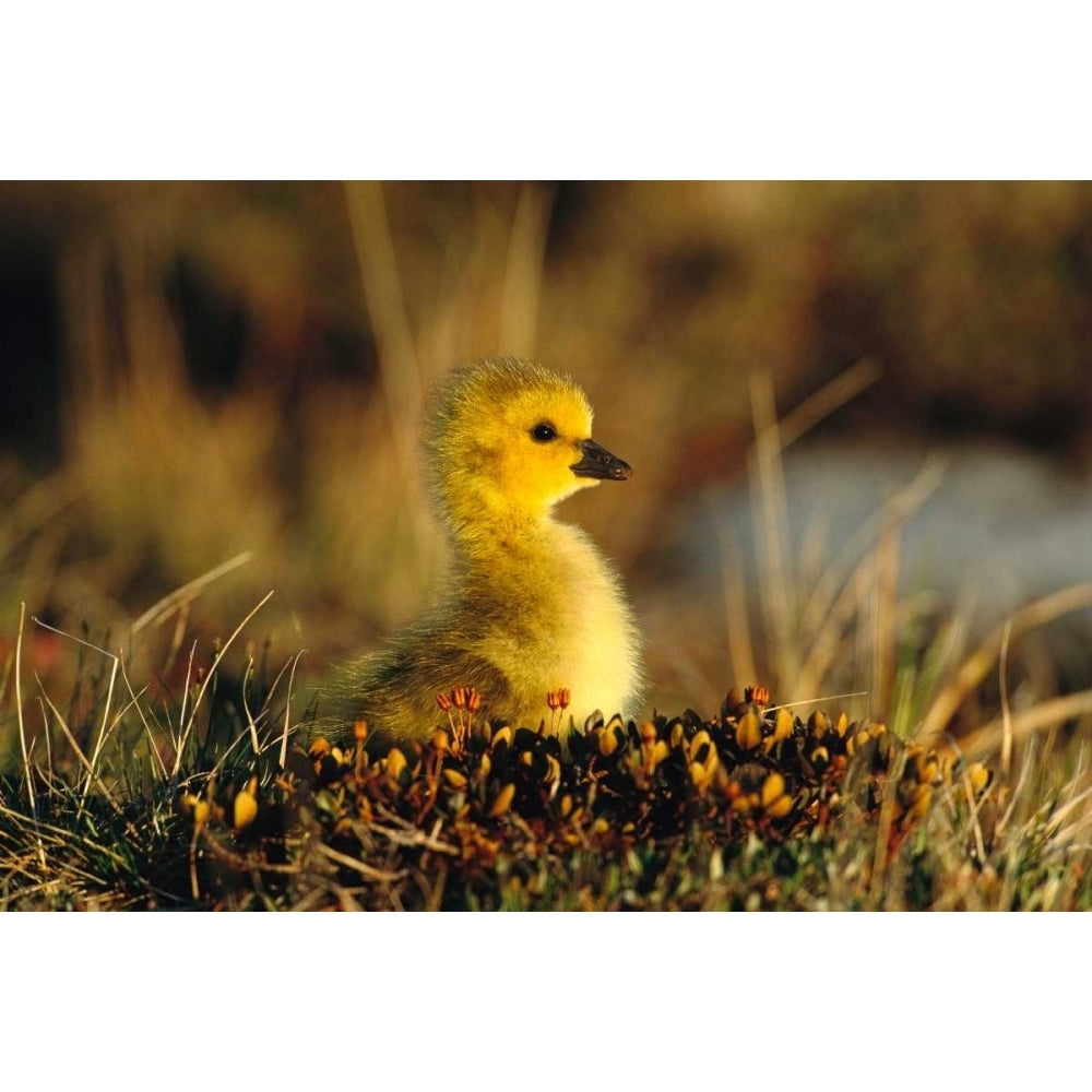 Canada Goose gosling Churchill Manitoba Canada Poster Print by Tom Vezo Image 2