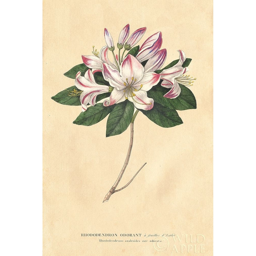 Rhododendron Vintage Poster Print by Wild Apple Portfolio Image 1