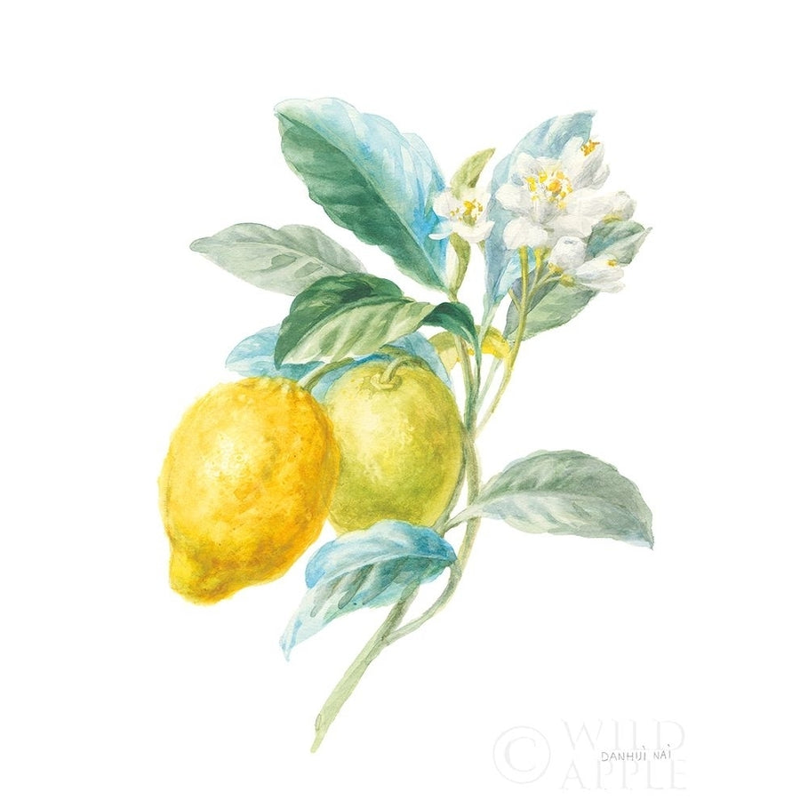 Floursack Lemon II on White Poster Print by Danhui Nai Image 1