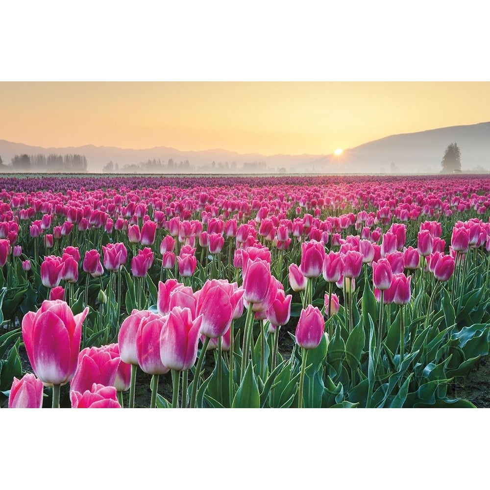 Skagit Valley Tulips I Poster Print by Lisa Audit Image 1