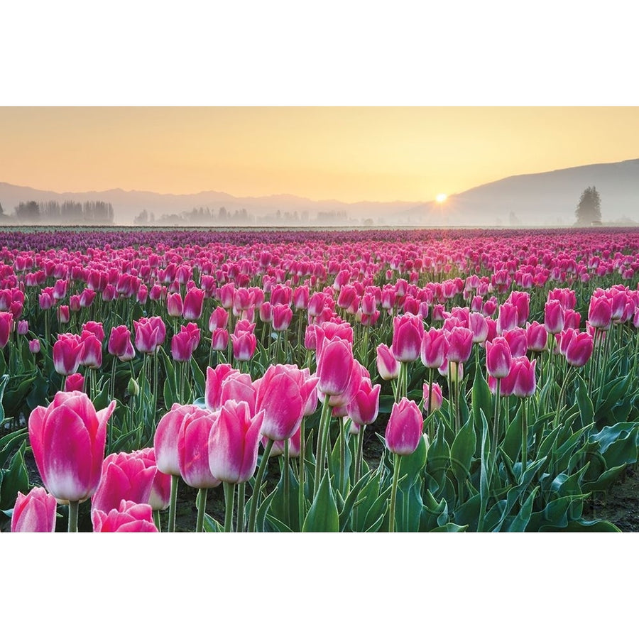 Skagit Valley Tulips I Poster Print by Lisa Audit Image 1