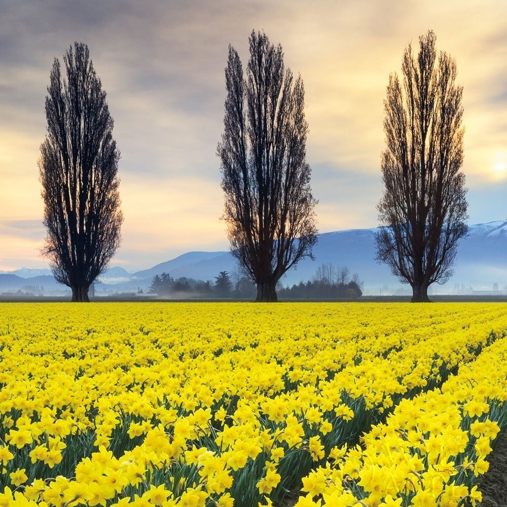 Skagit Valley Daffodils II Poster Print by Lisa Audit Image 1