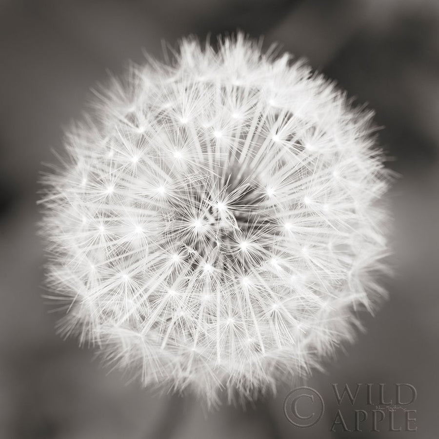 Dandelion Seedhead Poster Print by Lisa Audit Image 1